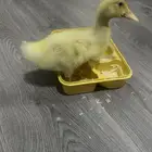 بط صغير 30 ريال مع القفص سبب البيع عدم التفرغ لها