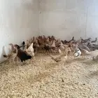 دجاج بلدي (تم البيع)
