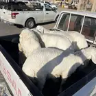 حريات للبيع الحد 1250 ريال