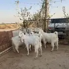 تم البيع
