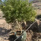 اشجار ليمون بن زهير مثمره عمرخمس سنوات مقلوعه في كيس زراعي