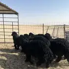 تم البيع
