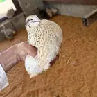 للبيع سمان ايطالي