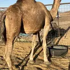 لقحه حمرا فروع ب 6800 تم البيع