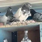 حمام باكستاني تيدي
