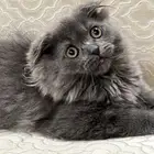 سكوتش فولد لونق هير