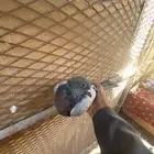 ديك افرق قزم وا زوج حمام زاجل