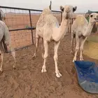 قعود لباني