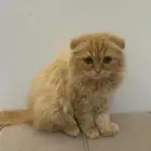 شيرازي هجين سكوتش