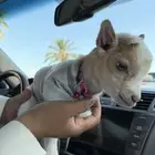 ماعز قزمي ((تم البيع))