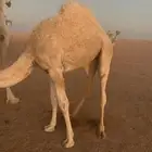 بكره طيبه علي حليب