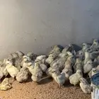 للبيع صوص فيومي