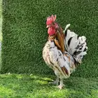 للبيع دجاج ماكنتوش