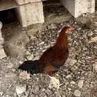 ديكه بلدي للبيع
