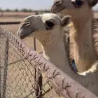 بكار من زموله طيبه للبيع