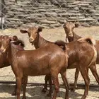 جفار دهم تأسيس مراح