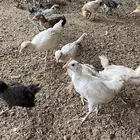 فروخ بلدي
