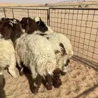 نعيم طيبه ( تم البيع )