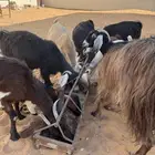 معزا دفيع للبيع عوارض و مشروكه