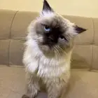 قط هيمالايا