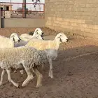 غنم حريات حرش وصغار سن