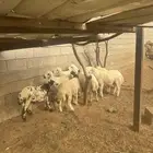خرفان للبيع بلدي شرط
