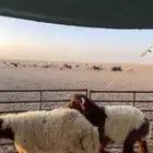 ضحايا بريه طيبه