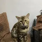 قط البنغال بيور