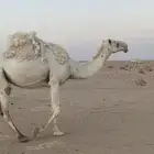 للبيع ضروبه اطيب من التصوير سنه رباع