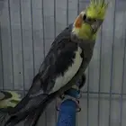 كروان باكستاني محجل