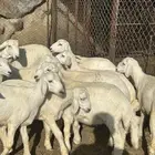 خرفان وتيوس للبيع نظاف وسمان ( تم البيع )