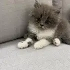 قطط شيرازي هاف بيكي