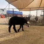 طلي نجدي
