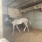 خيل شعبي عمره ثلاث سنين