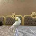 كروان
