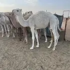 حشو للبيع