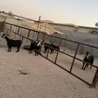 معزاء بالفحل