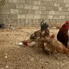 دجاج بلدي بياض حضان