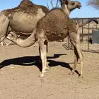 بكره عل حليب وا برسيم وا شعير