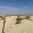 . عزبة غنم استراحة مخيم للببع