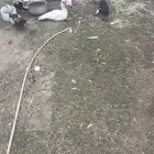 الي البيع زوج بط و3 اناث