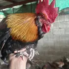 ديوك أمريكي ملتحي للتخصيب والتهجين نادره