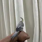 كروان للبيع