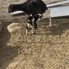 غنم بربري