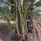 نخيل مثمر للبيع