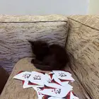 بلاك ادشن لتبني