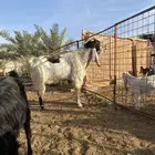 تيس فحل هولندي فاخر