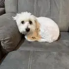 كلبة للتبني