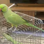 درة اليف بلجرشي