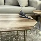 للبيع كروان العمر سنة ونص